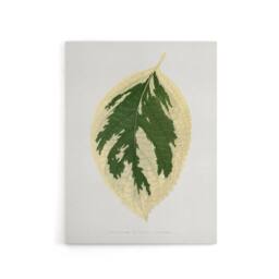 "Artery8 AF Lydon B Fawcett Hydrangea Japonica Variegata Leaf Canvas Art Print in White - Size: W12"" x H16""" - thumbnail 1