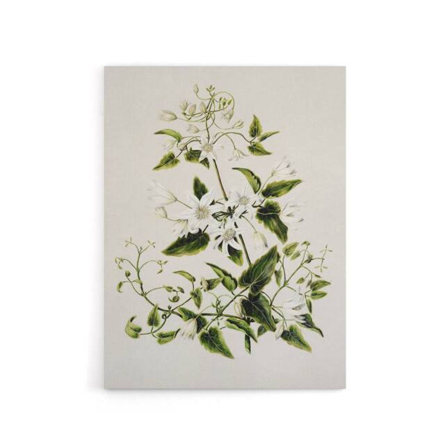 "Artery8 New Zealand Pikiarero White Clematis Flower Featon Canvas Art Print in Beige - Size: W12"" x H16""" - image 1