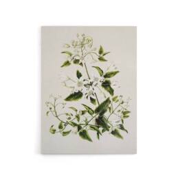 "Artery8 New Zealand Pikiarero White Clematis Flower Featon Canvas Art Print in Beige - Size: W12"" x H16""" - thumbnail 1