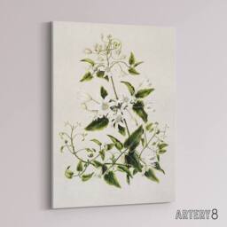 "Artery8 New Zealand Pikiarero White Clematis Flower Featon Canvas Art Print in Beige - Size: W12"" x H16""" - thumbnail 2