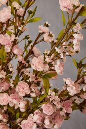 Orsina Cherry Blossom Spray - 94cm Pink, Delicate Faux Blossoms On A Graceful Branch Stem, Lifelike Artificial in Pink - thumbnail 3
