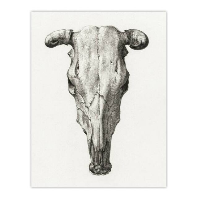 "Artery8 Skull of a Cow Pencil Drawing Bernard Vintage Wall Art Print Poster in White - Size: W12"" x H16""" - image 1