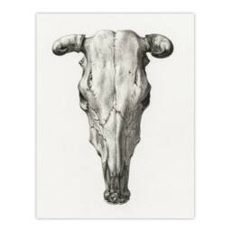 "Artery8 Skull of a Cow Pencil Drawing Bernard Vintage Wall Art Print Poster in White - Size: W12"" x H16""" - thumbnail 1