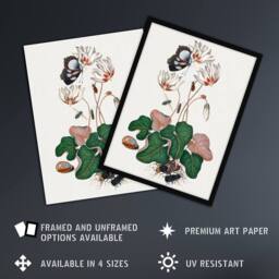 Artery8 Cyclamen Butterfly Beetles & Shell Bolton Framed Wall Art Print in White - Size: A4 - thumbnail 2