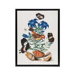 "Artery8 Red Avadavat Swallowtail & Shells Bolton Black Framed Canvas Art - Size: W12"" x H16""" - thumbnail 1