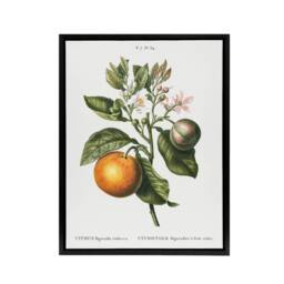 "Artery8 Bitter Orange Botanical Redoute Vintage Black Framed Canvas Wall Art in White - Size: W12"" x H16""" - thumbnail 1
