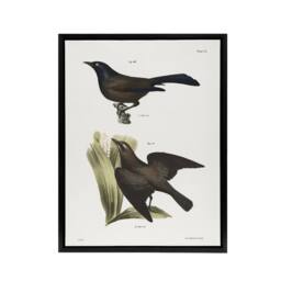 "Artery8 James Ellsworth De Kay Crow Blackbirds Illustration Framed Canvas Art in White - Size: W12"" x H16""" - thumbnail 1