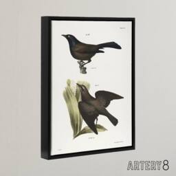 "Artery8 James Ellsworth De Kay Crow Blackbirds Illustration Framed Canvas Art in White - Size: W12"" x H16""" - thumbnail 2