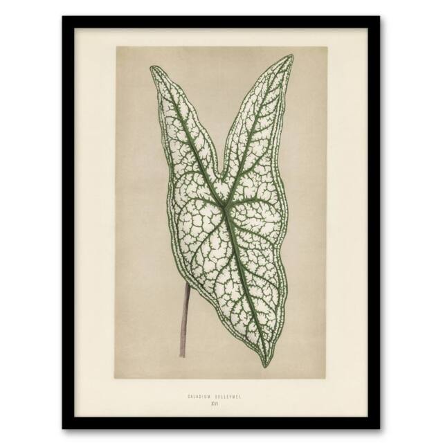 Artery8 Vintage Botanical Caladium Belleymel Leaf Fawcett Framed Wall Art in Beige - Size: A4 - image 1