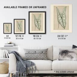Artery8 Vintage Botanical Caladium Belleymel Leaf Fawcett Framed Wall Art in Beige - Size: A4 - thumbnail 3