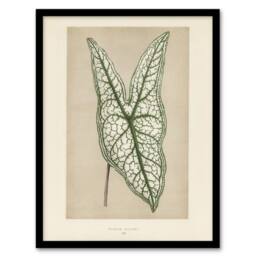 Artery8 Vintage Botanical Caladium Belleymel Leaf Fawcett Framed Wall Art in Beige - Size: A4 - thumbnail 1