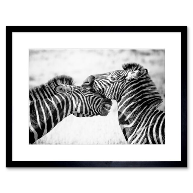 "Artery8 Wall Art Print Cute Zebra Couple Framed in Black - Size: W7"" x H9""" - image 1