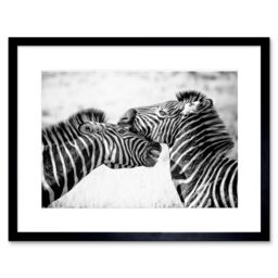 "Artery8 Wall Art Print Cute Zebra Couple Framed in Black - Size: W7"" x H9""" - thumbnail 1