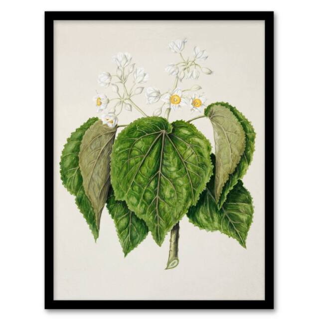 Artery8 Sarah Featon Framed Wall Art Print New Zealand Whau Cork Tree Flowers in Beige - Size: A4 - image 1
