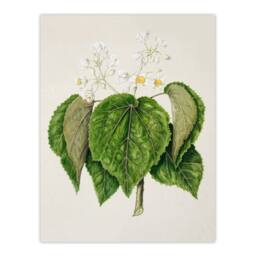Artery8 Sarah Featon Framed Wall Art Print New Zealand Whau Cork Tree Flowers in Beige - Size: A4 - thumbnail 3