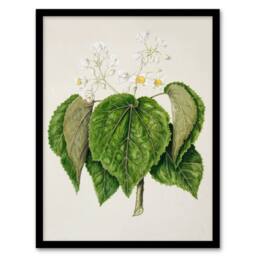 Artery8 Sarah Featon Framed Wall Art Print New Zealand Whau Cork Tree Flowers in Beige - Size: A4 - thumbnail 1