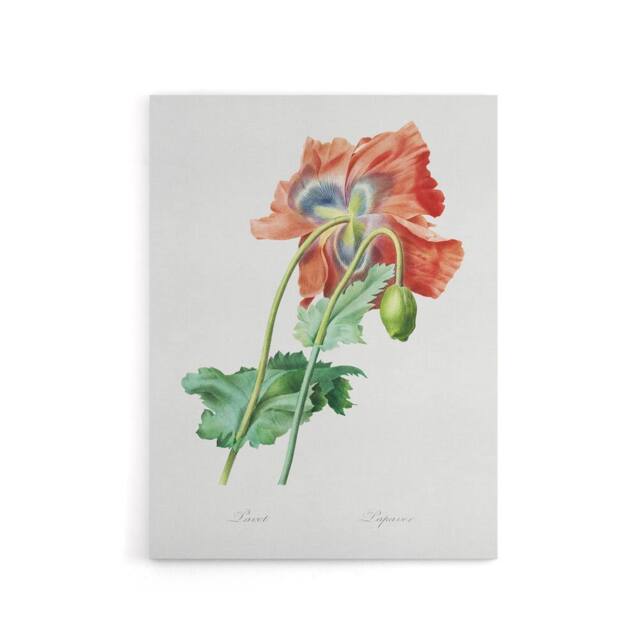 "Artery8 Poppy Flower Botanical Redoute Vintage Canvas Wall Art in White - Size: W18"" x H24""" - image 1