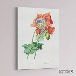 "Artery8 Poppy Flower Botanical Redoute Vintage Canvas Wall Art in White - Size: W18"" x H24""" - thumbnail 2