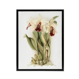 "Artery8 Frederick Sander Cattleya Aurea Orchid Flowers Framed Canvas Art Print in White - Size: W12"" x H16""" - thumbnail 1