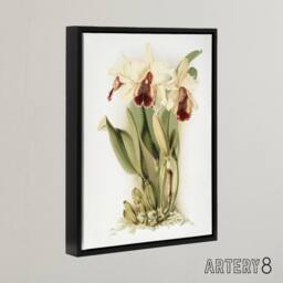 "Artery8 Frederick Sander Cattleya Aurea Orchid Flowers Framed Canvas Art Print in White - Size: W12"" x H16""" - thumbnail 2