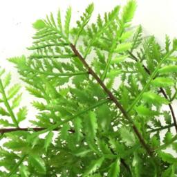 Leaf 30cm Artificial Potted Southern Wood Fern Black Pot Premium in Green - thumbnail 2