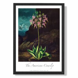 ARTZE Vintage Floral Exhibition - Cowslip Plant Framed Print SIZE: A3 with Black Frame in Pink - Size: A4 - thumbnail 1
