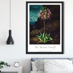 ARTZE Vintage Floral Exhibition - Cowslip Plant Framed Print SIZE: A3 with Black Frame in Pink - Size: A4 - thumbnail 2