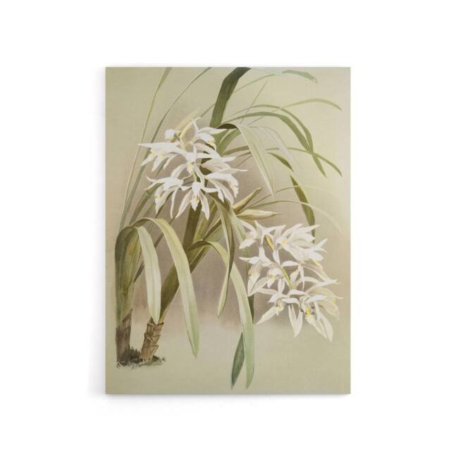"Artery8 Frederick Sander Cymbidium Mastersi Orchid Flowers Canvas Art Print - Size: W12"" x H16""" - image 1