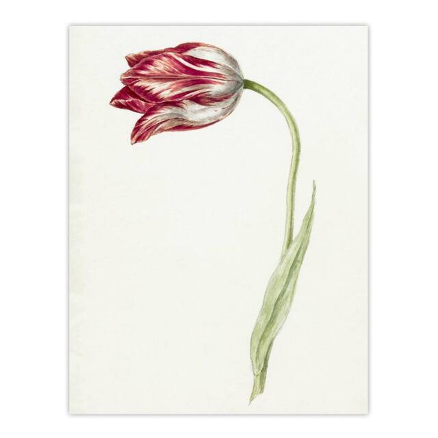 "Artery8 Pink Tulip Flower Drawing Jean Bernard Vintage Wall Art Print Poster in White - Size: W18"" x H24""" - image 1