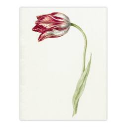 "Artery8 Pink Tulip Flower Drawing Jean Bernard Vintage Wall Art Print Poster in White - Size: W18"" x H24""" - thumbnail 1