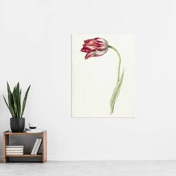 "Artery8 Pink Tulip Flower Drawing Jean Bernard Vintage Wall Art Print Poster in White - Size: W18"" x H24""" - thumbnail 4
