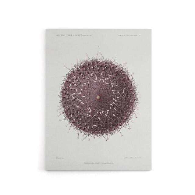 "Artery8 Sea Urchin Marine Life Illustration Albert I Canvas Wall Art Print in White - Size: W12"" x H16""" - image 1