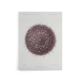 "Artery8 Sea Urchin Marine Life Illustration Albert I Canvas Wall Art Print in White - Size: W12"" x H16""" - thumbnail 1