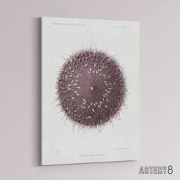 "Artery8 Sea Urchin Marine Life Illustration Albert I Canvas Wall Art Print in White - Size: W12"" x H16""" - thumbnail 2