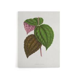 "Artery8 AF Lydon Benjamin Fawcett Bertolonia Guttata Leaves Canvas Art Print in White - Size: W12"" x H16""" - thumbnail 1