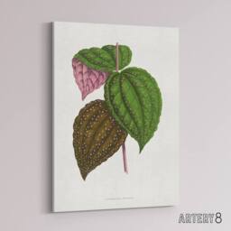 "Artery8 AF Lydon Benjamin Fawcett Bertolonia Guttata Leaves Canvas Art Print in White - Size: W12"" x H16""" - thumbnail 2