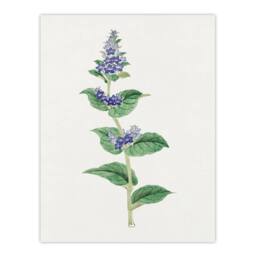 Artery8 Vintage Japan Botanical Framed Wall Art Print Gentian Flower in Pink - Size: A4 - thumbnail 3