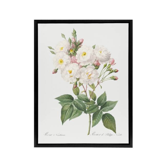 "Artery8 Noisette Rose Floral Redoute Vintage Black Framed Canvas Wall Art in White - Size: W18"" x H24""" - image 1
