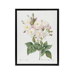 "Artery8 Noisette Rose Floral Redoute Vintage Black Framed Canvas Wall Art in White - Size: W18"" x H24""" - thumbnail 1