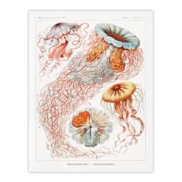 Artery8 Ernst Haeckel Framed Wall Art Print Lions Mane Jellyfish Illustration in White - Size: A4 - thumbnail 3