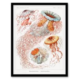 Artery8 Ernst Haeckel Framed Wall Art Print Lions Mane Jellyfish Illustration in White - Size: A4 - thumbnail 1