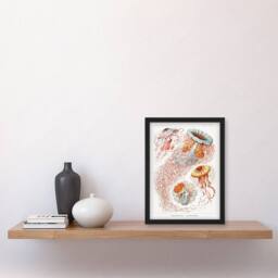 Artery8 Ernst Haeckel Framed Wall Art Print Lions Mane Jellyfish Illustration in White - Size: A4 - thumbnail 2