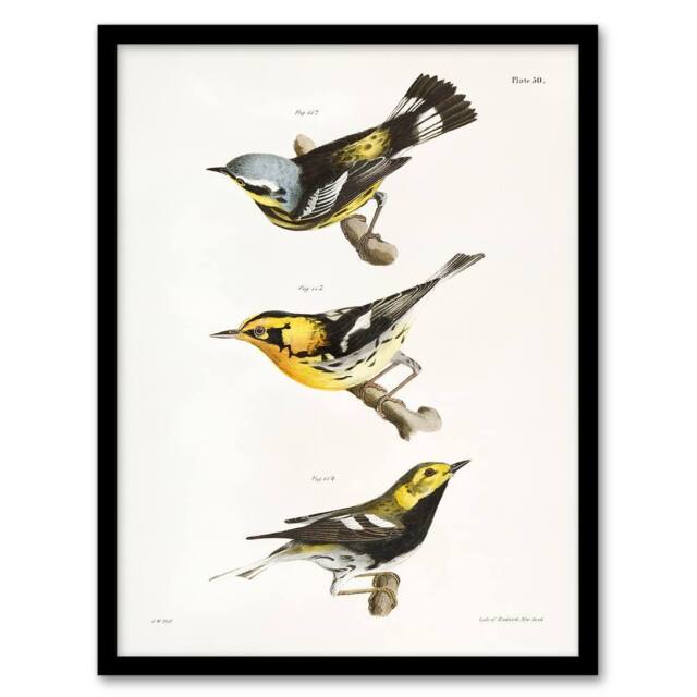 Artery8 James Ellsworth De Kay Trio of Warbler Birds Framed Wall Art Print in White - Size: A4 - image 1