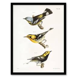 Artery8 James Ellsworth De Kay Trio of Warbler Birds Framed Wall Art Print in White - Size: A4 - thumbnail 1