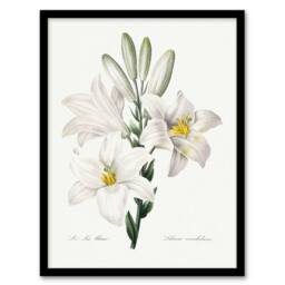 Artery8 White Lily Botanical Redoute Vintage Framed Wall Art Print - Size: A4 - thumbnail 1
