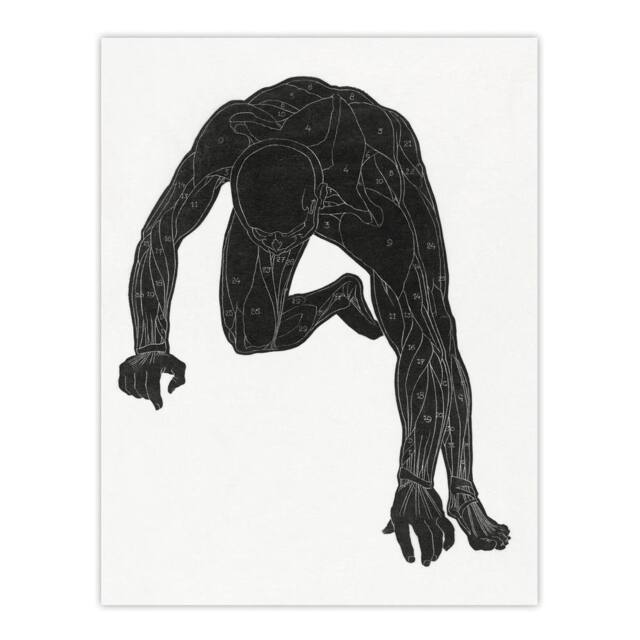 "Artery8 Man muscles Anatomical silhouette study Stolk Wall Art Poster Print in White - Size: W12"" x H16""" - image 1