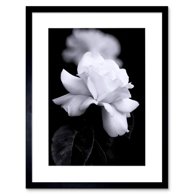 Artery8 Photograph of a White Rose Flower Bloom Petals Greyscale Floral Nature Black & White Picture Artwork Framed Wall Art Print 12X16 Inch - image 1