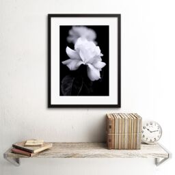 Artery8 Photograph of a White Rose Flower Bloom Petals Greyscale Floral Nature Black & White Picture Artwork Framed Wall Art Print 12X16 Inch - thumbnail 2