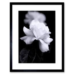 Artery8 Photograph of a White Rose Flower Bloom Petals Greyscale Floral Nature Black & White Picture Artwork Framed Wall Art Print 12X16 Inch - thumbnail 1