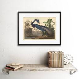 "Artery8 Painting Bird Audubon Louisiana Heron 12x16"" Framed Art Print in Blue - Size: W12"" x H16""" - thumbnail 2